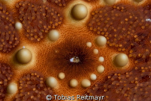 Starfish close-up, Blue Hole by Tobias Reitmayr 